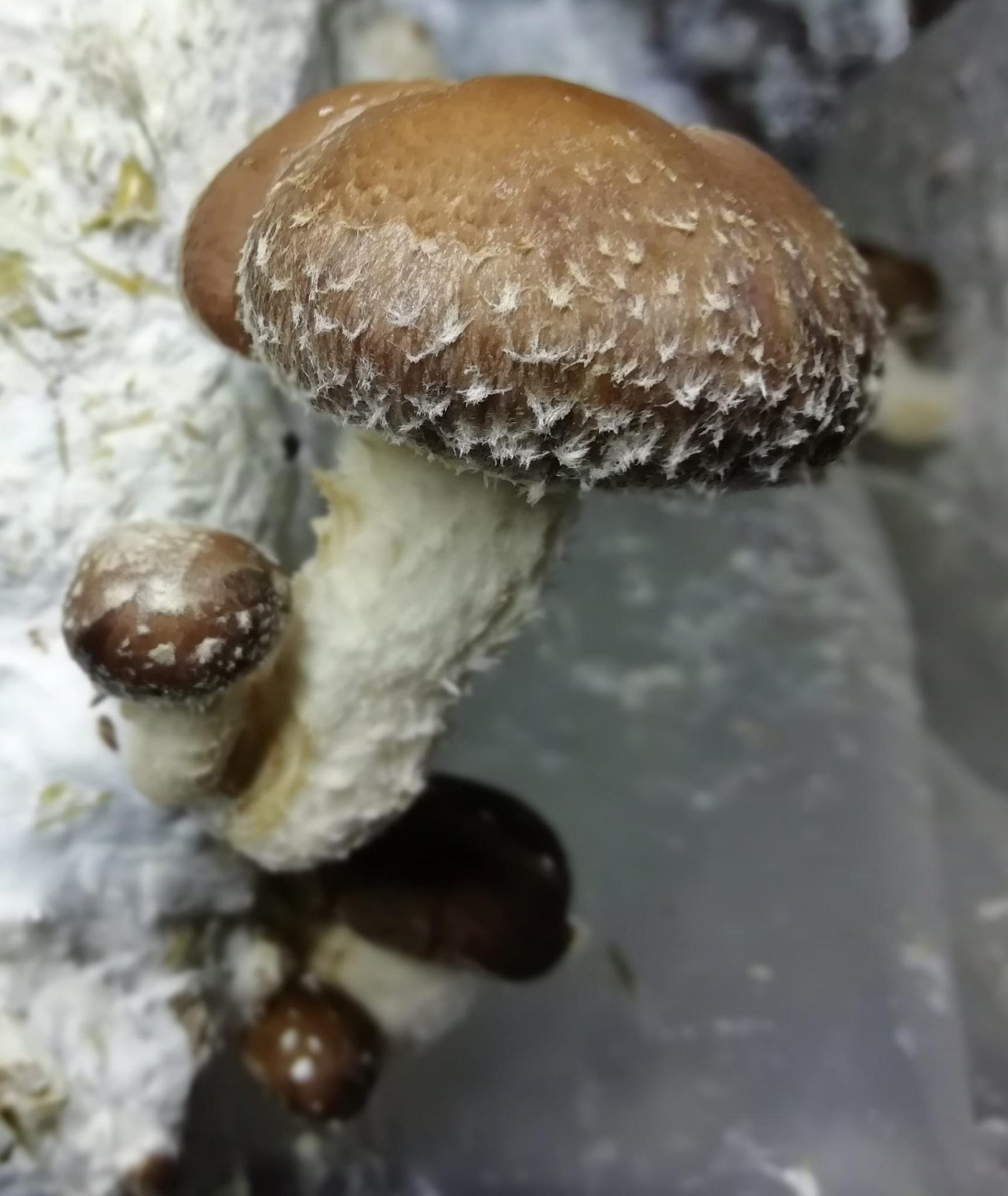 shiitake sur substrat pleurotes de l'Orne