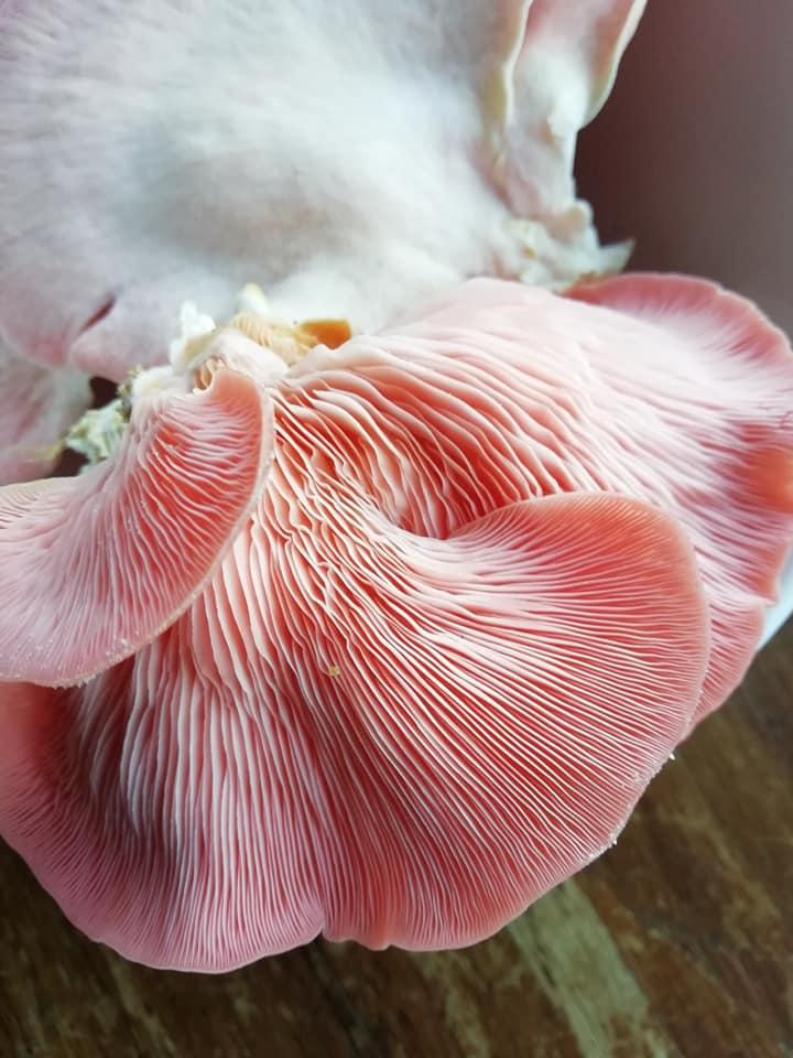 Pleurote rose